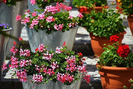 Spring Gardening Ideas for Tenants