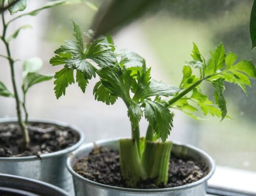 A Beginner’s Guide to Growing Herbs Indoors