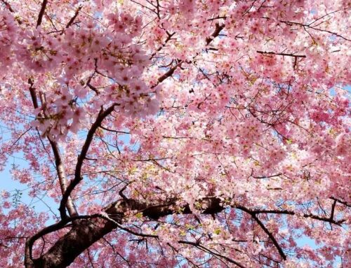 Enjoy the Cherry Blossoms in Montgomery County, MD